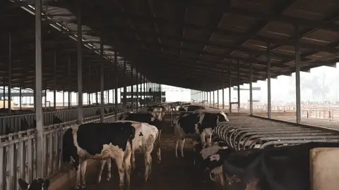 Holstein cows inside a large barn, showcasing a modern dairy farming environment.