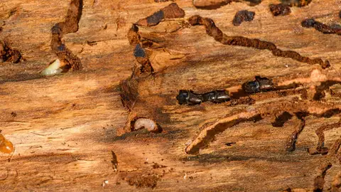 Detailed macro shot of beetles and larvae on wood, showcasing nature's complexity.