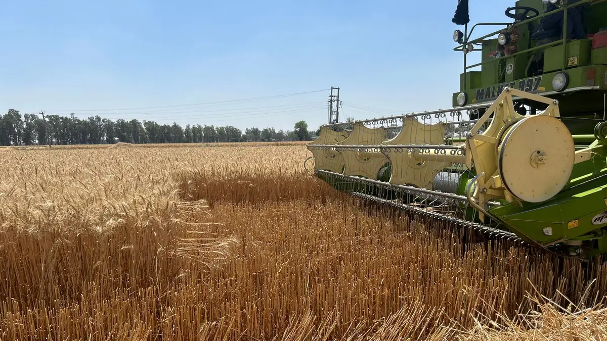 A green combine harvester working in a golden wheat field, under a clear blue sky.