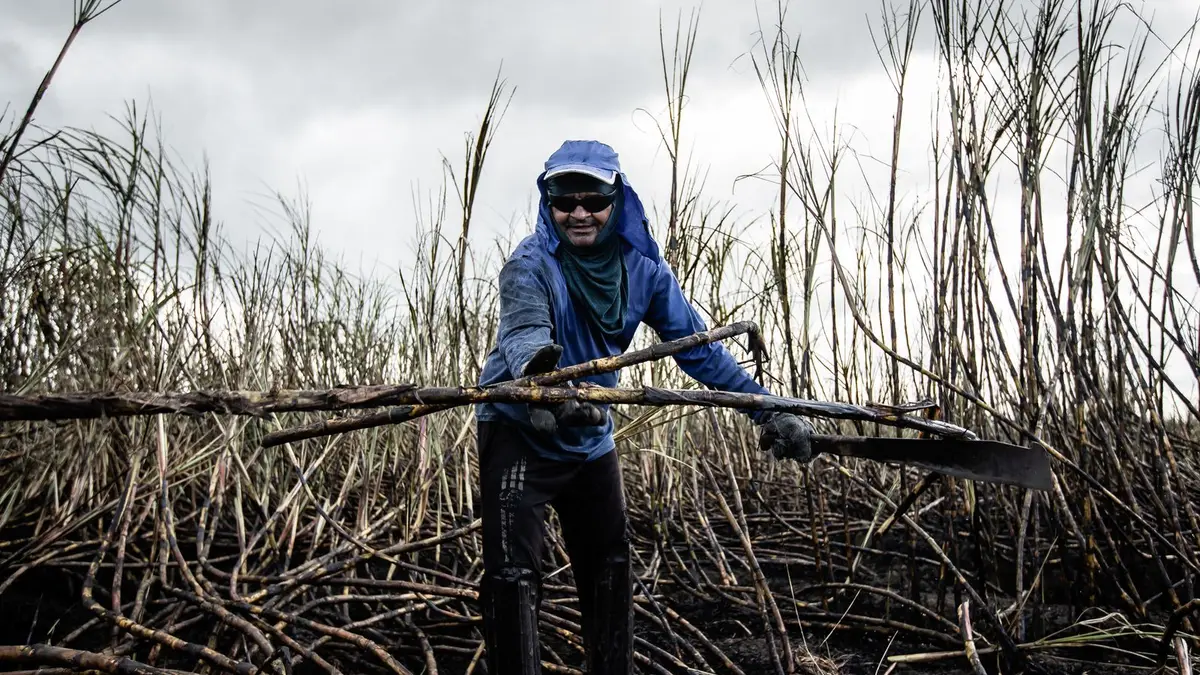 A worker actively cutting sugar cane with a machete in a plantation field, outdoors on a cloudy day.